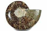 Polished Ammonite (Cleoniceras) Fossil - Madagascar #283327-1